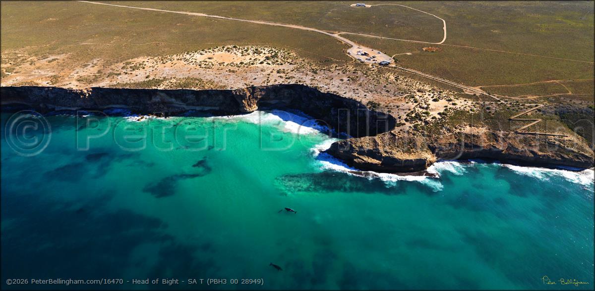 Peter Bellingham Photography Head of Bight - SA T (PBH3 00 28949)